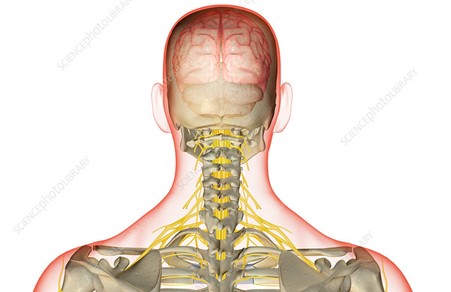 Aine-Crossan-Pain-Management-Specialist-Nerve-Pain-in-Neck-2